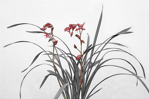 兰花