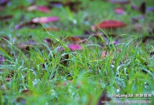 赞美春雨