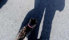 我家的不速之客