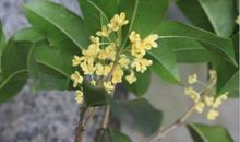 阵阵桂花香 _1200字