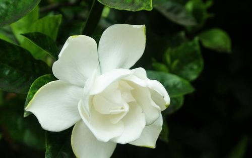 我喜欢garden子花