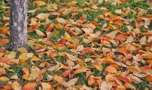 秋叶落的一地香