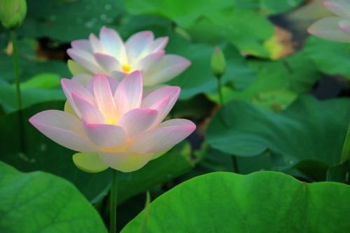美丽的莲花