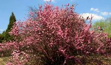 又是一年春来到