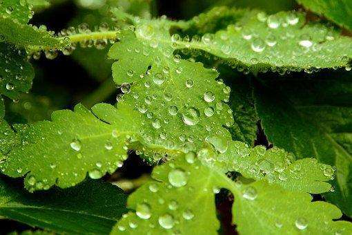 温柔的天使春雨