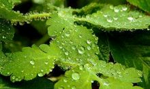 温柔的天使——春雨