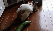 武林高手在我家