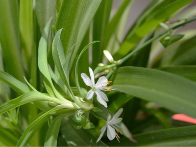 蜘蛛植物