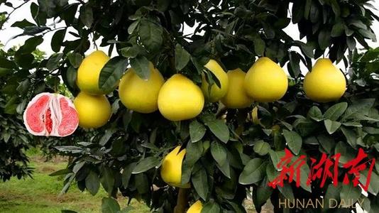 另请参阅葡萄柚黄