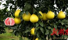 又见枝头柚子黄