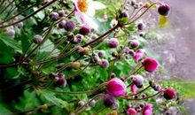 开在记忆深处的花朵