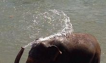 大象洗澡