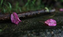 化作春泥更护花