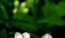 让文化之花绽放