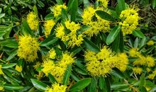 那一季花开灿烂