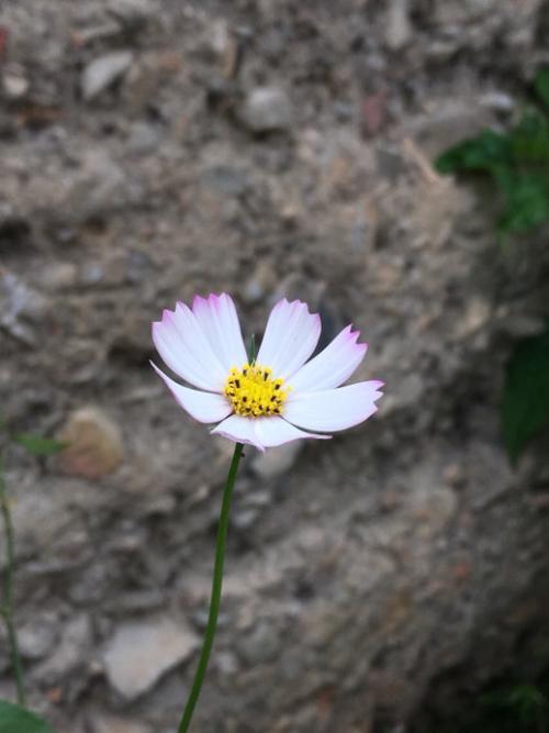 记忆力减退