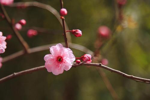 寂静的花