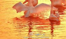 展翅向天歌_550字