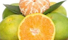 黄岩蜜橘_1200字