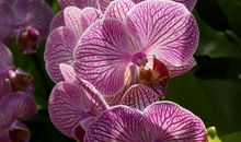 又是一年赏花季