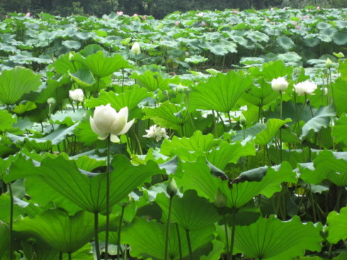 西湖莲花