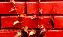 触及我内心深处的爬山虎