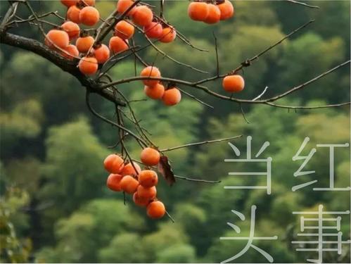 真菌树