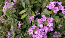 写给二胎弟弟的一封信