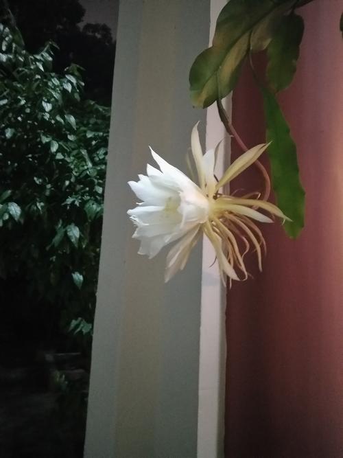 爷爷的顿悟