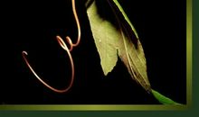 牵挂，是一种说不清的痛