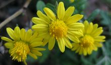 悬崖上的野菊花