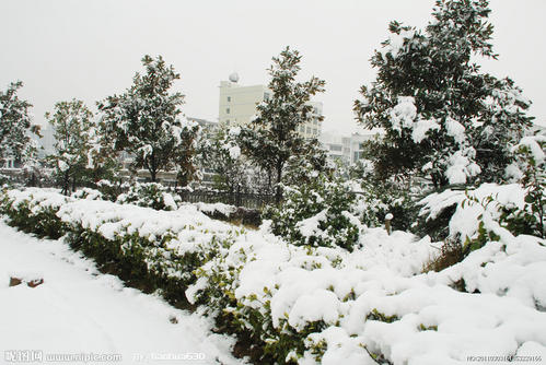校园里的雪