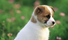 梦中的小狗_500字