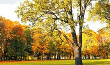 迷人的公园秋景