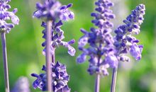 那年的薰衣草_500字