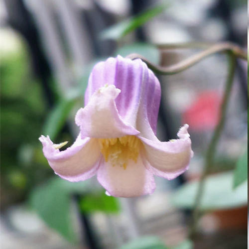 爱种花的母亲