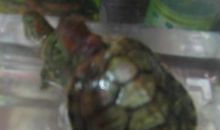 小乌龟带来的启示