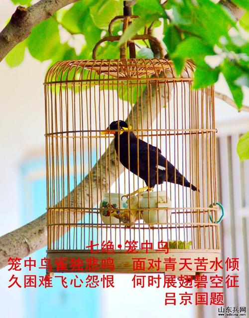 笼子和鸟_500字
