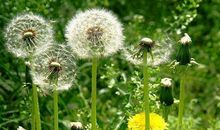 蒲公英的生命