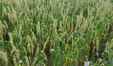 我爱故乡的麦田