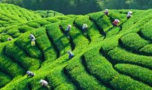 星期六，摘茶去