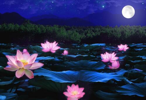夏夜荷花池