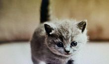 读《如梦令》有感