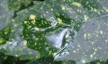 点燃生命的绿意