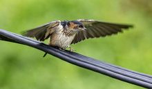 活泼可爱的小燕子