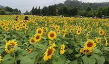 读《收集阳光》有感