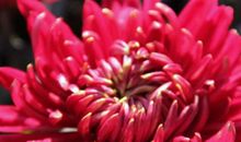 小猫“乌云雪”