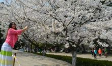 武大赏樱