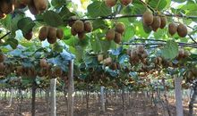 故乡的弥猴桃_900字