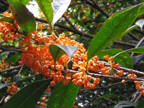 我爱桂花